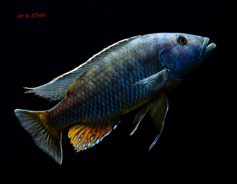 Tyrannochromis macrostoma